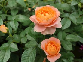 月季花