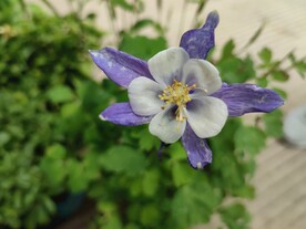 耧斗菜