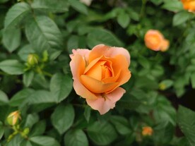 月季花