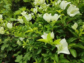 叶子花