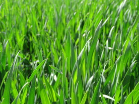 绿色小麦