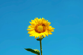 向日葵
