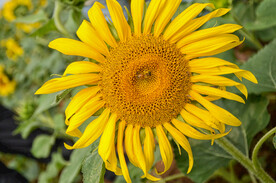 向日葵