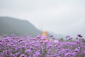 薰衣草