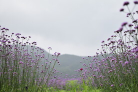 薰衣草