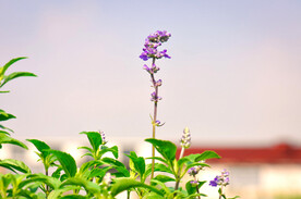 薰衣草
