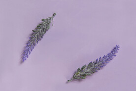 薰衣草