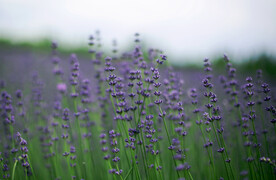 薰衣草