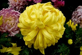 菊花