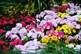 菊花