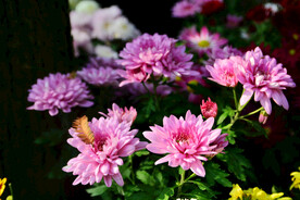 菊花