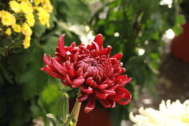 菊花