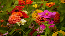 菊花
