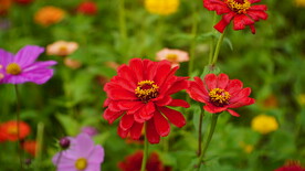 菊花