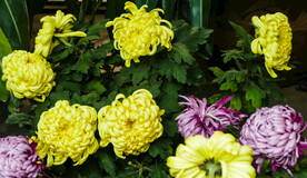 菊花