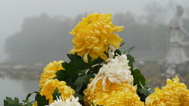 菊花