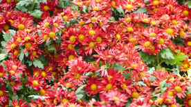 菊花