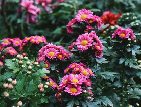 菊花