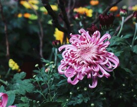 菊花