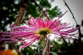 菊花