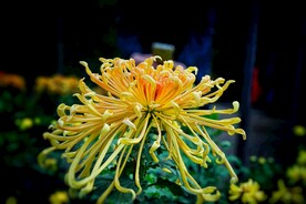 菊花