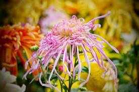菊花