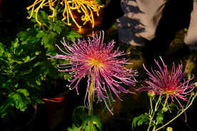 菊花