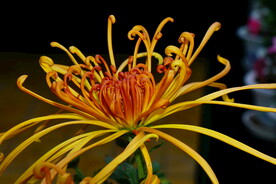 菊花