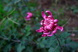 菊花