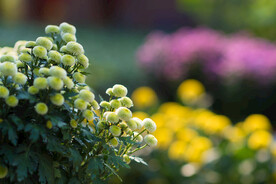 菊花