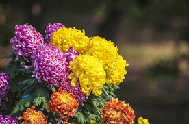 菊花