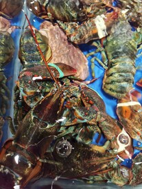 龙虾