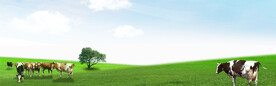 草原