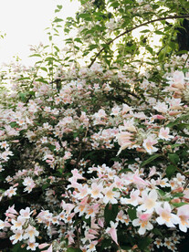 花丛