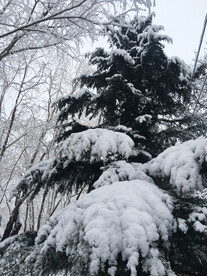 雪松