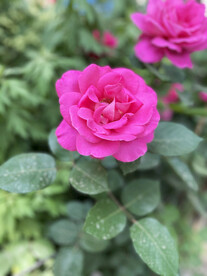 月季花