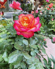 月季花