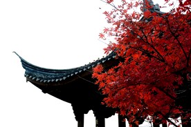 枫叶