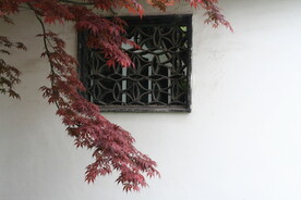 枫叶
