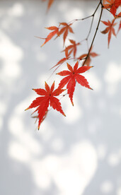 枫叶