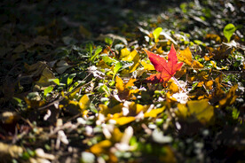 枫叶