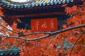 枫叶