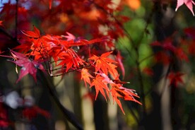 枫叶