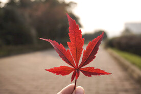 枫叶
