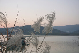 芦苇