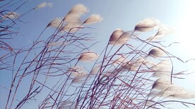 芦苇