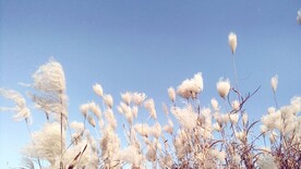 芦苇