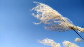 芦苇