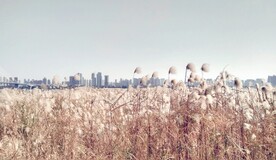 芦苇