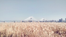 芦苇